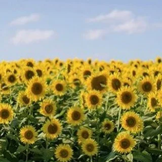 They were open and all facing in the same direction, which was, of course, towards the sun in the east. Discover what happened next in this week&rsquo;s blog available on our website now 🌻