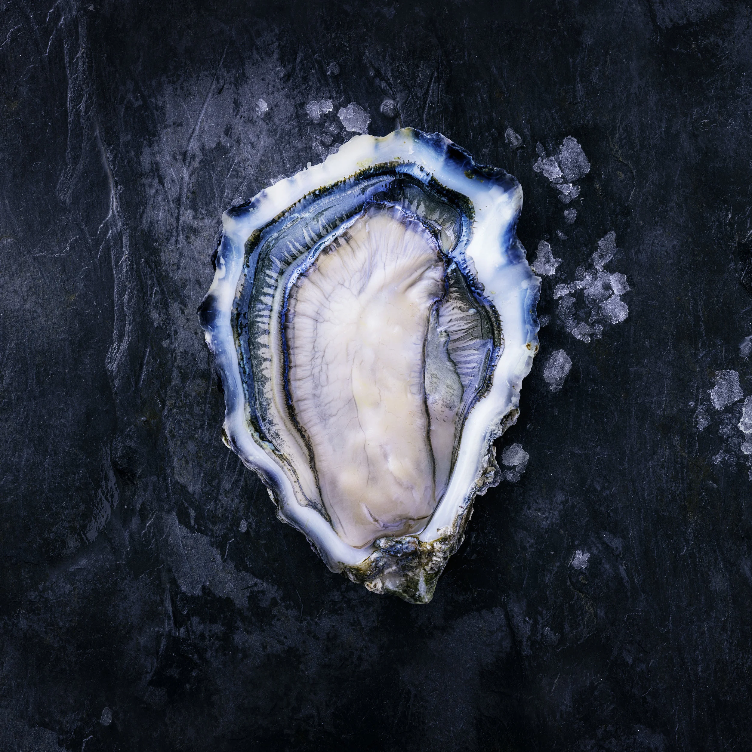 DAV2569_oyster_GW.jpg