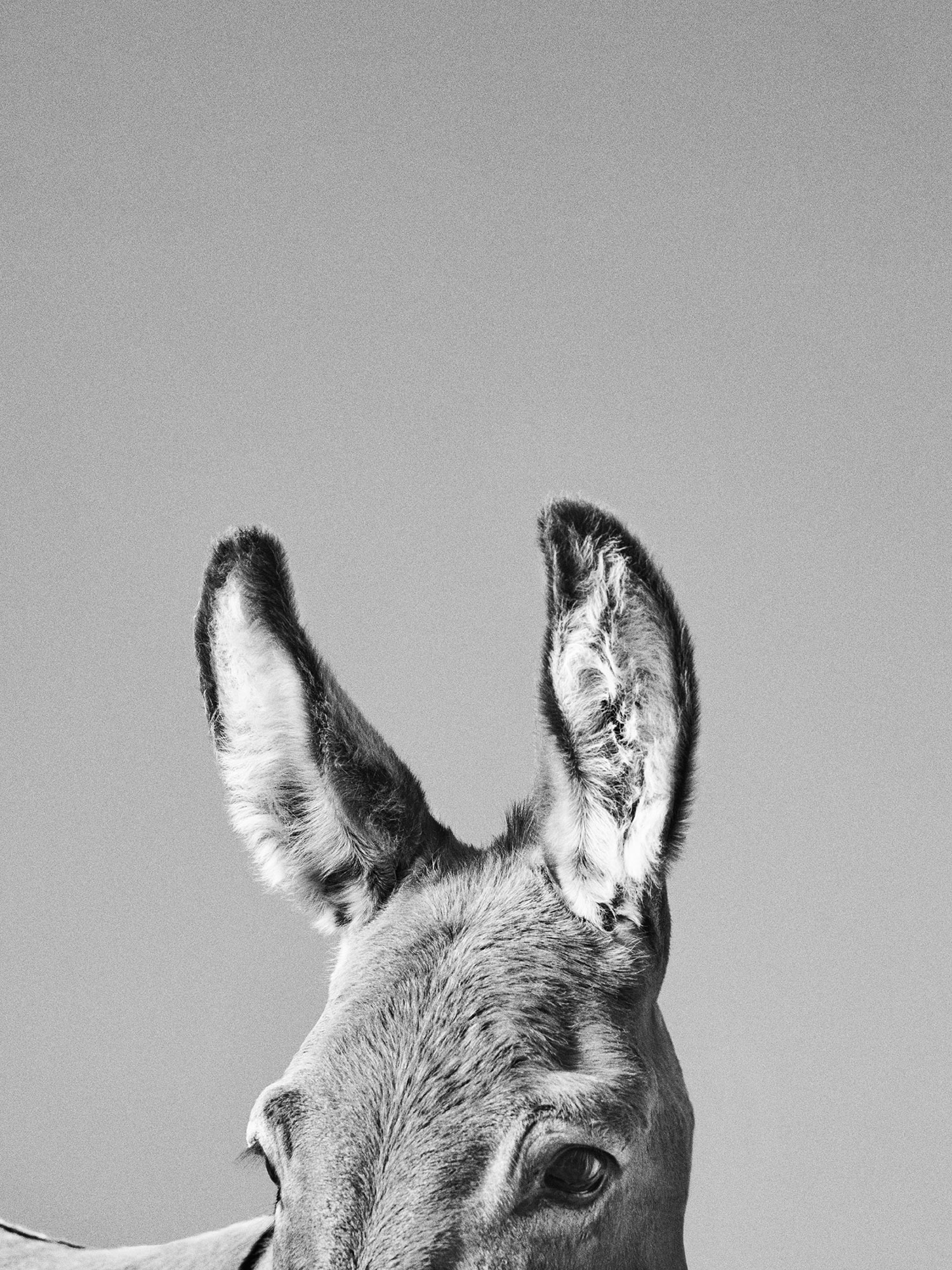 acne,-donkey2.jpg