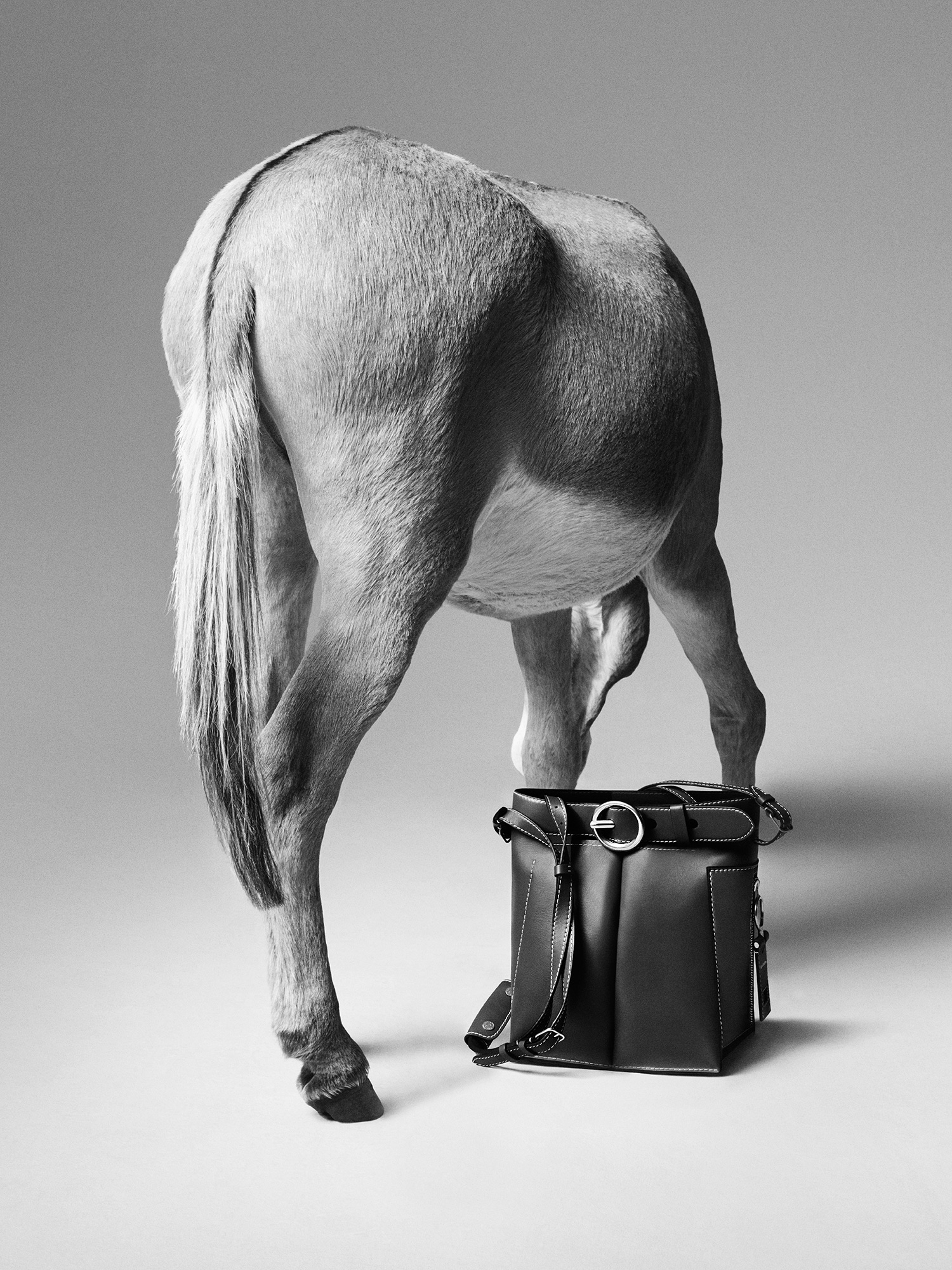 acne,-donkey3.jpg