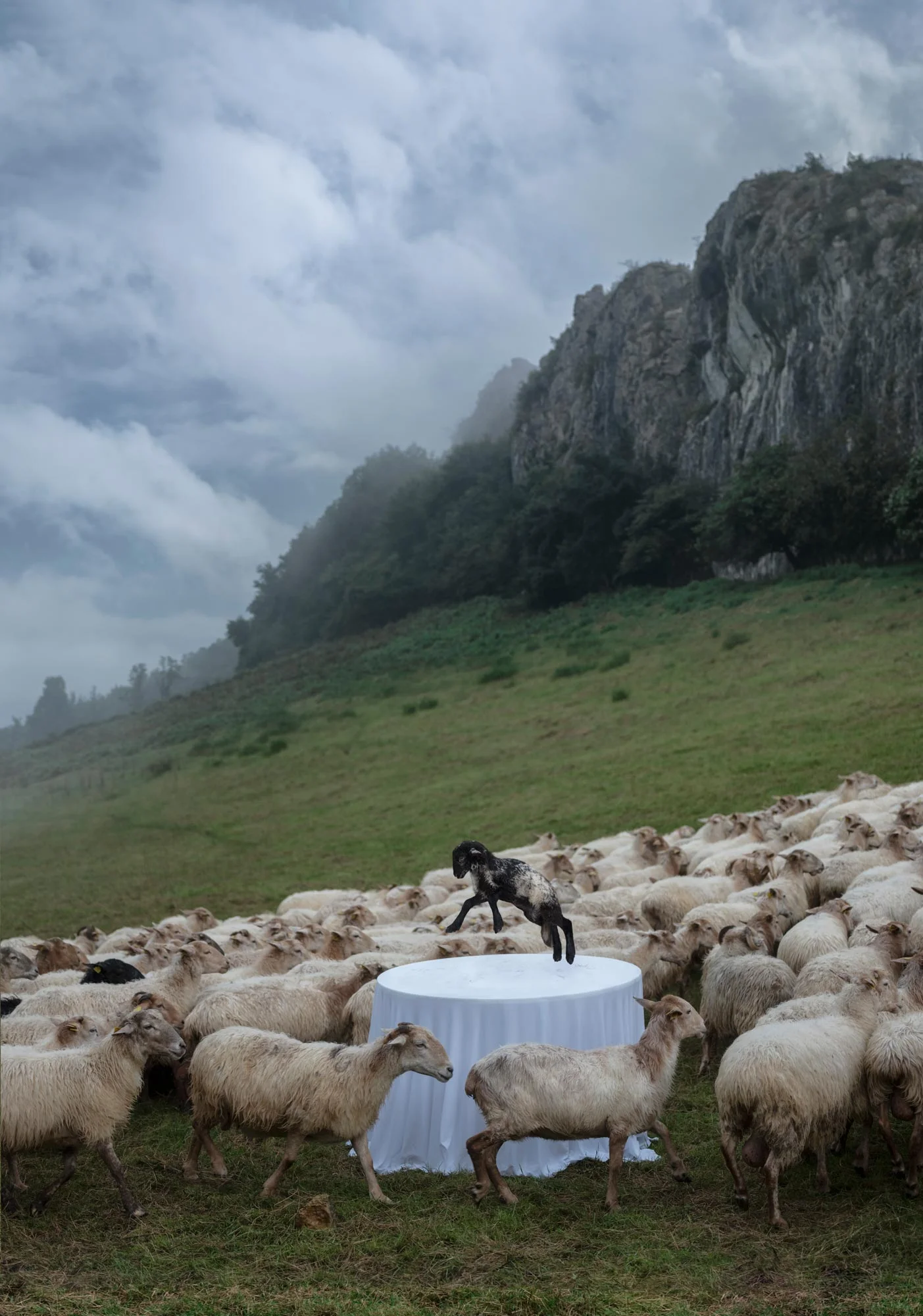 mugaritz_1808__0049_meck_flat_5_sheep_FINAL.jpg