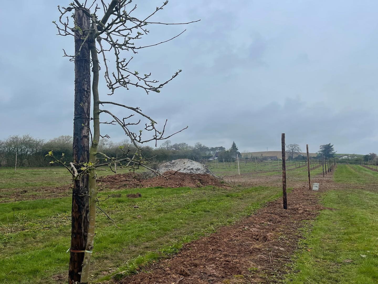 &lsquo;It is always darkest just before the Day dawneth&rsquo;. We have had to grub out one of our four Jonagold orchards these past weeks. The rising energy prices to store the apples, increased labour costs and the unfavourable contract they were i