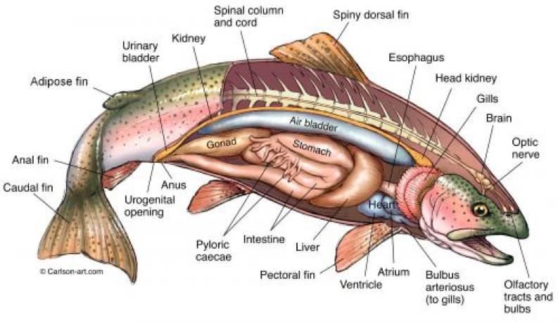 Salmon anatomy.png