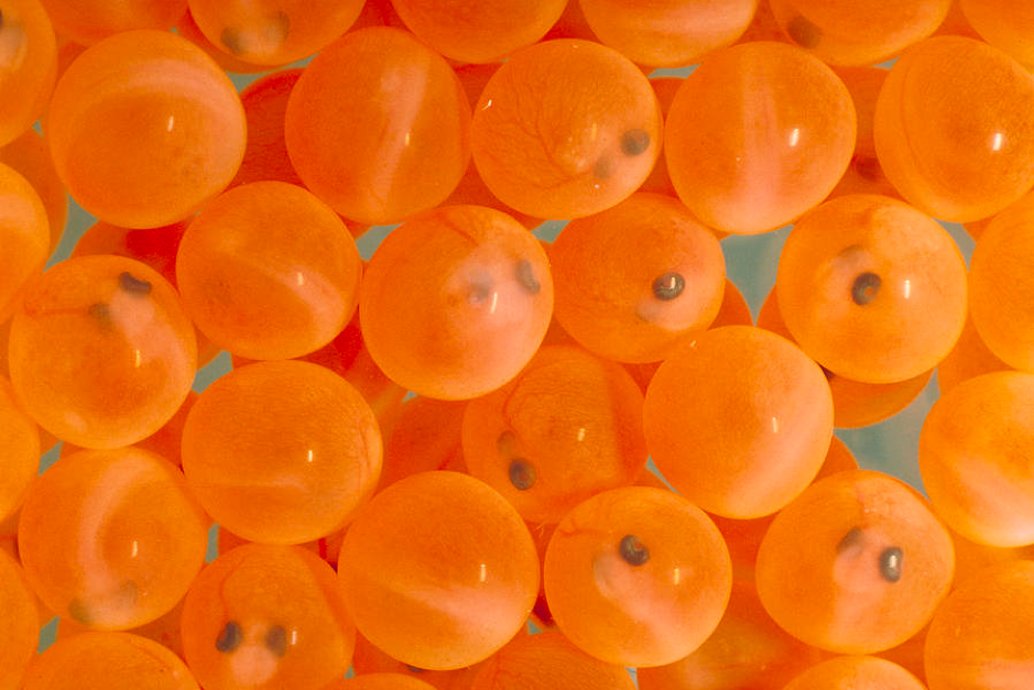 Salmon Eggs.png