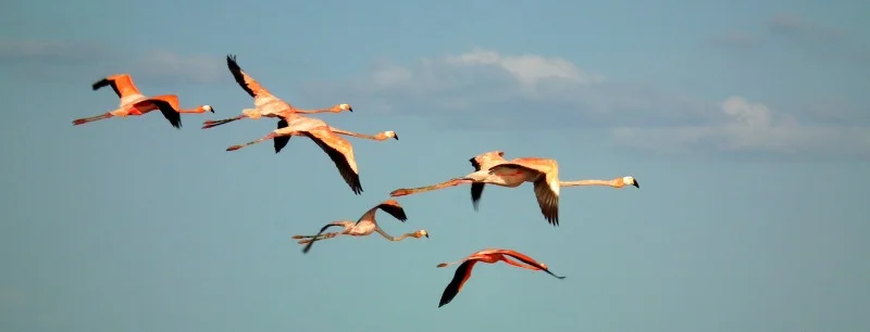 Flamingos flying.jpeg
