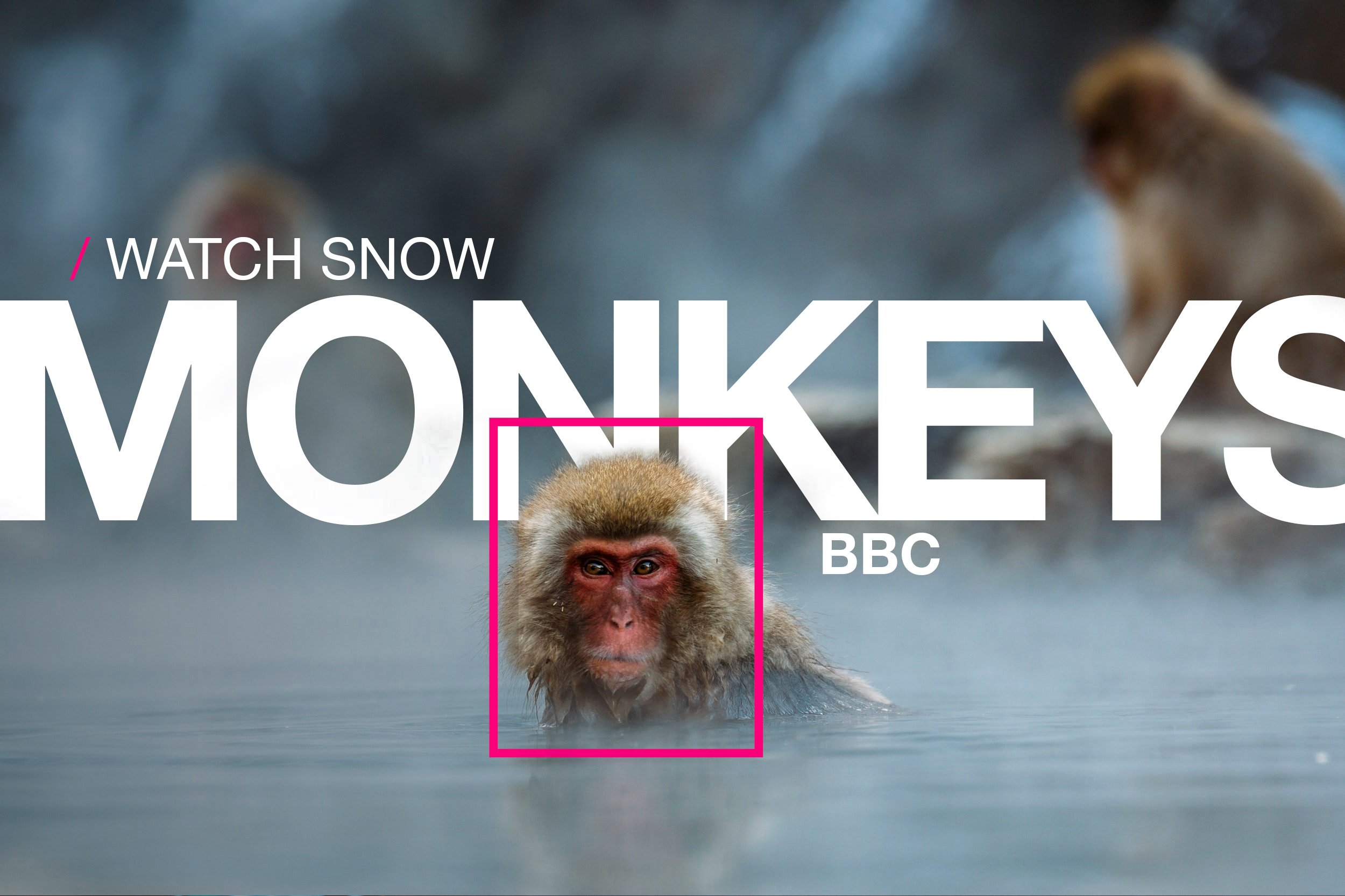 ▷ SNOW MONKEYS - NOW PLAYING