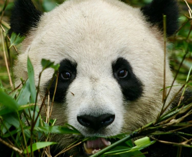PANDAS IN THE WILD