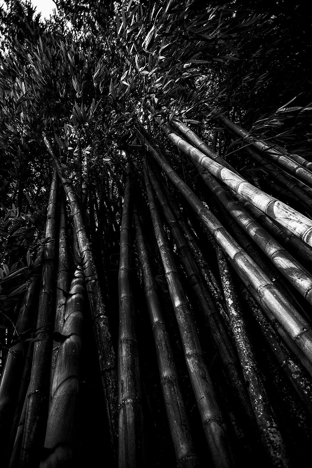 Bamboo, Sri Lanka