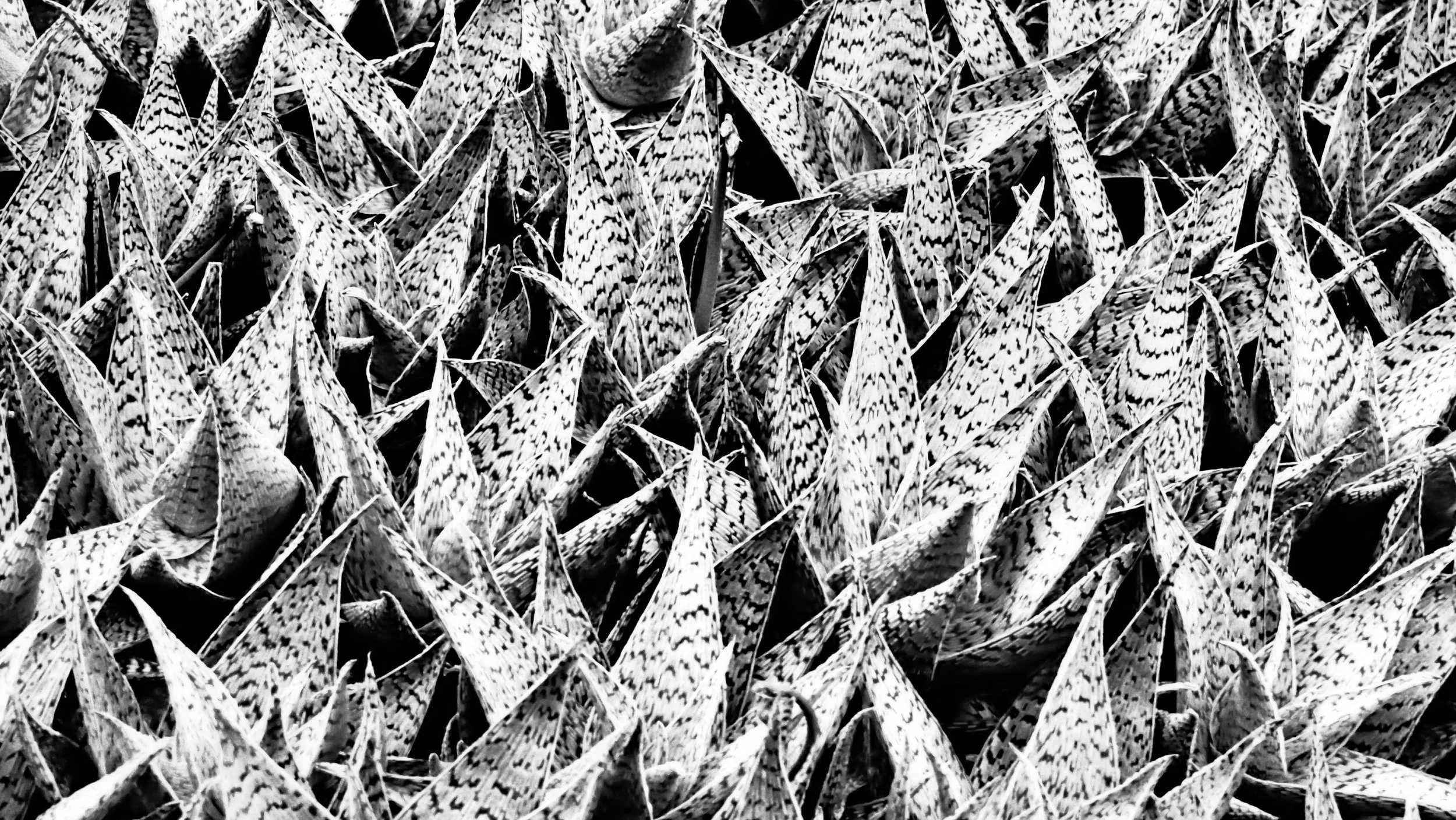 Leaf Patterns  $80  P9037528.jpg