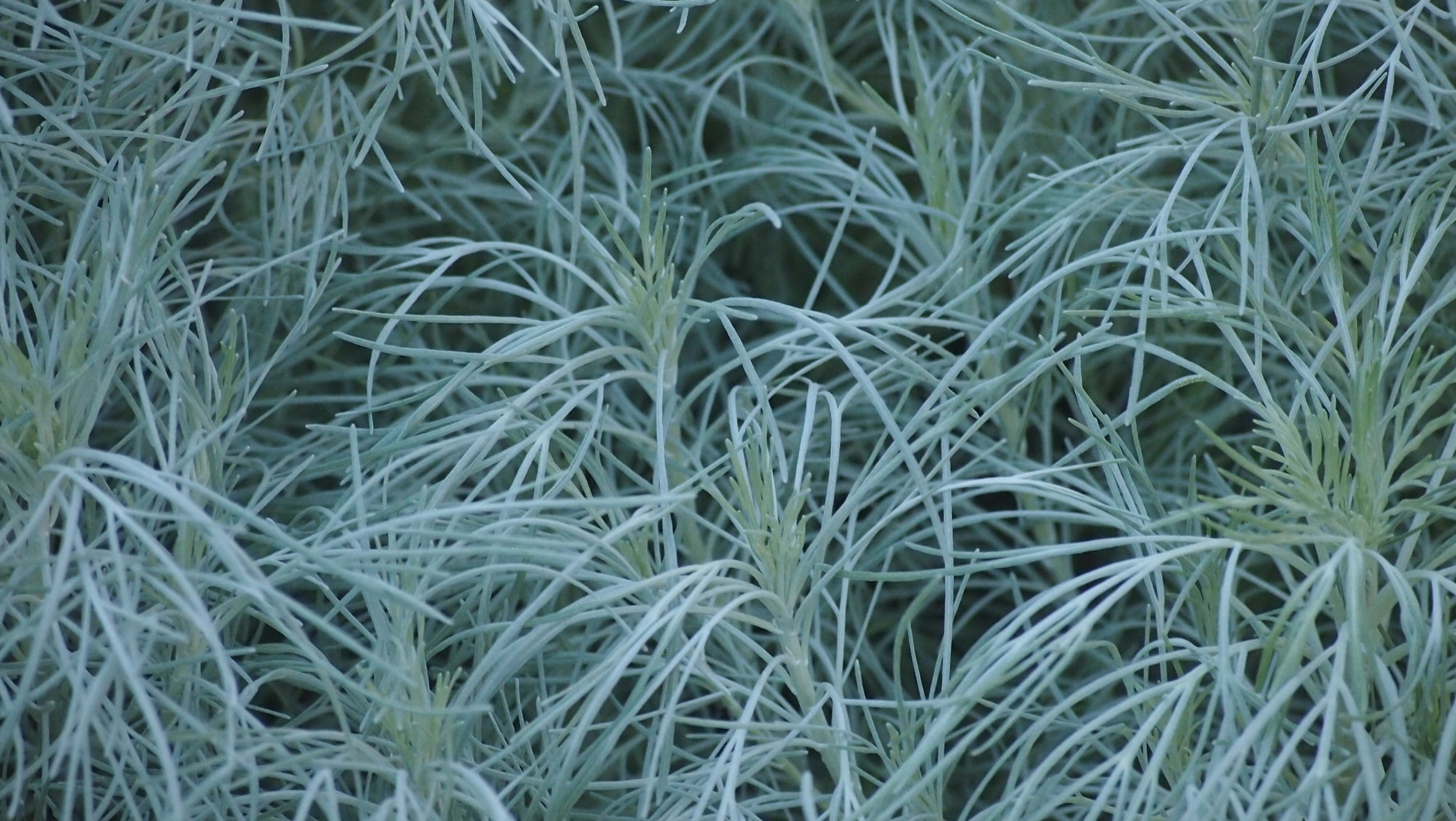 Green Patterns P9277965.jpg