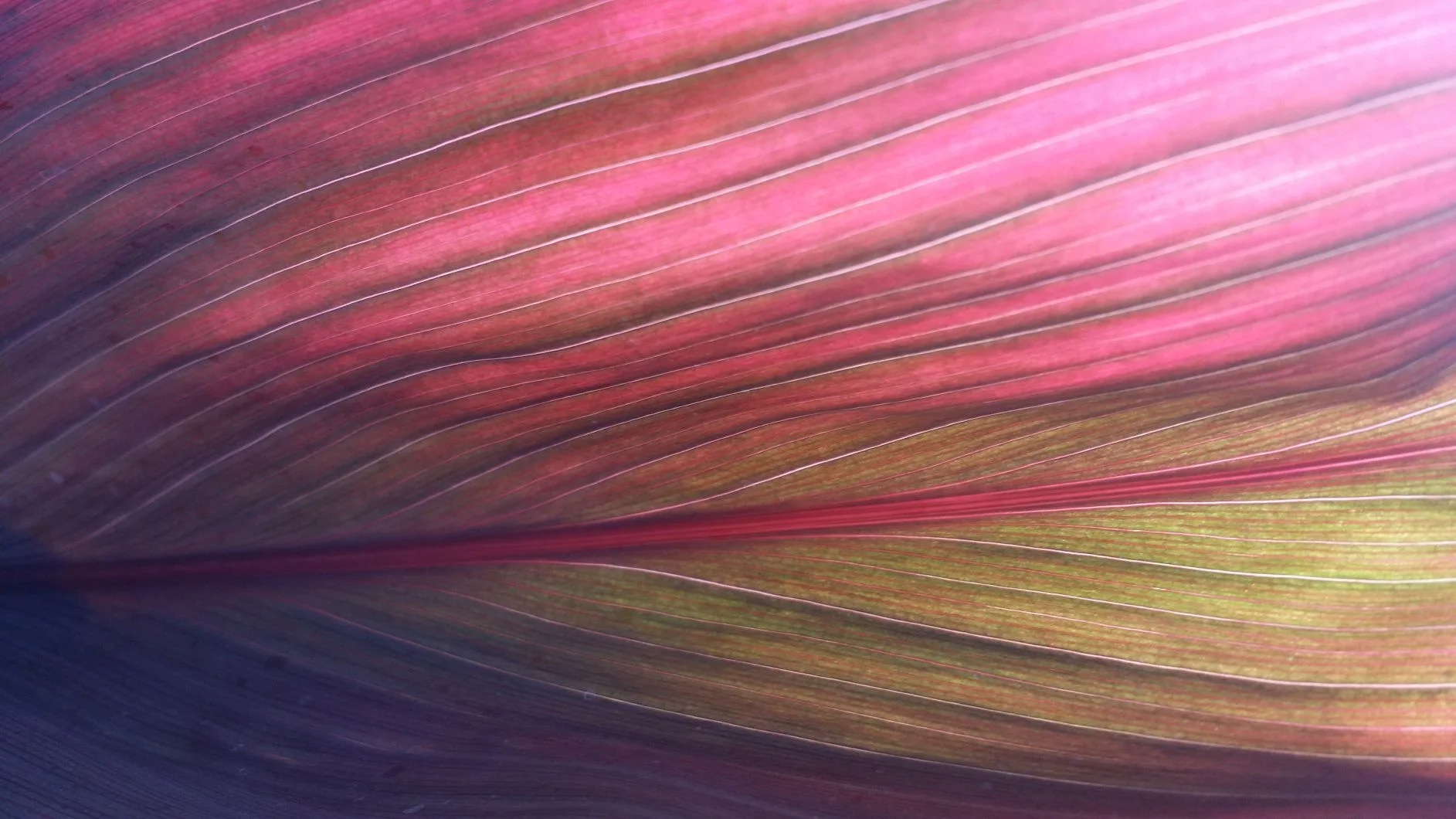 Leaf_Landscape_II_2016-06-26_low_res.jpg