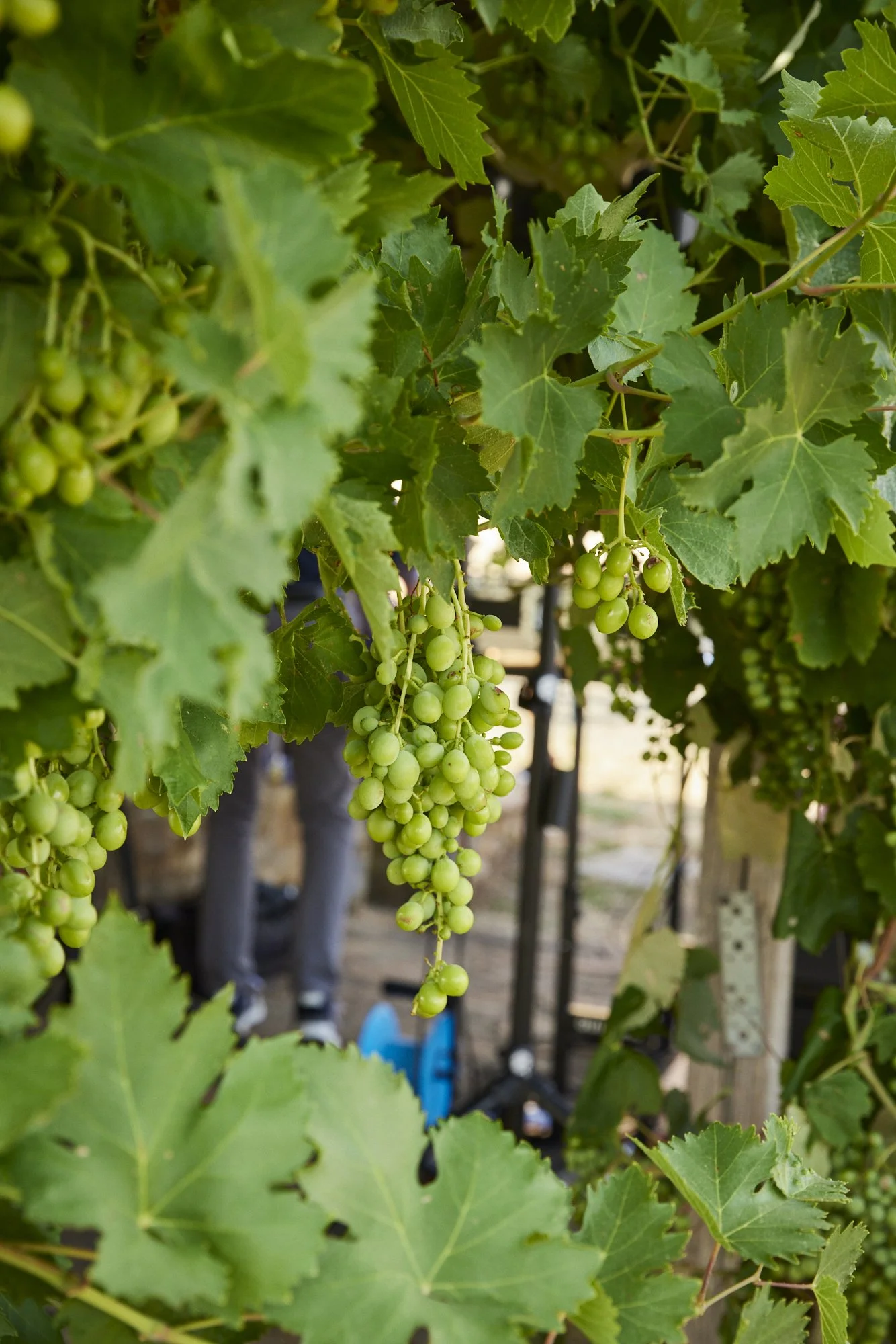 Green grape clusters hang from a vine surrounded by green leaves.