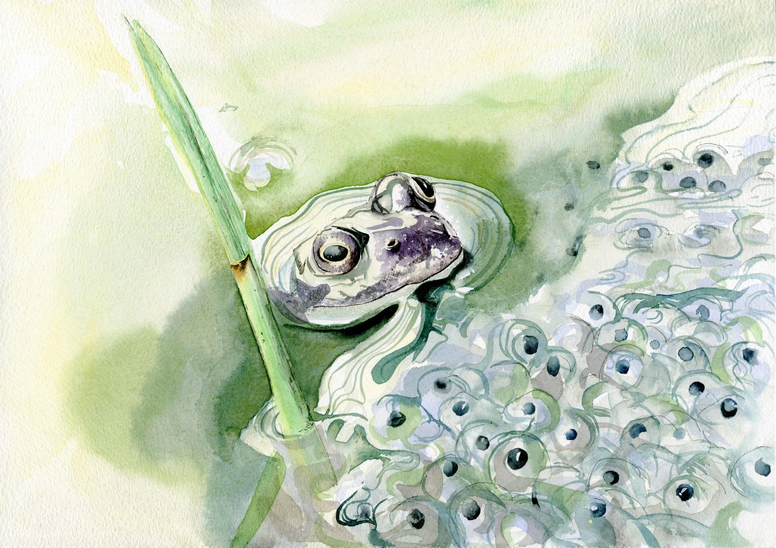 jessica kendrew frog.jpg
