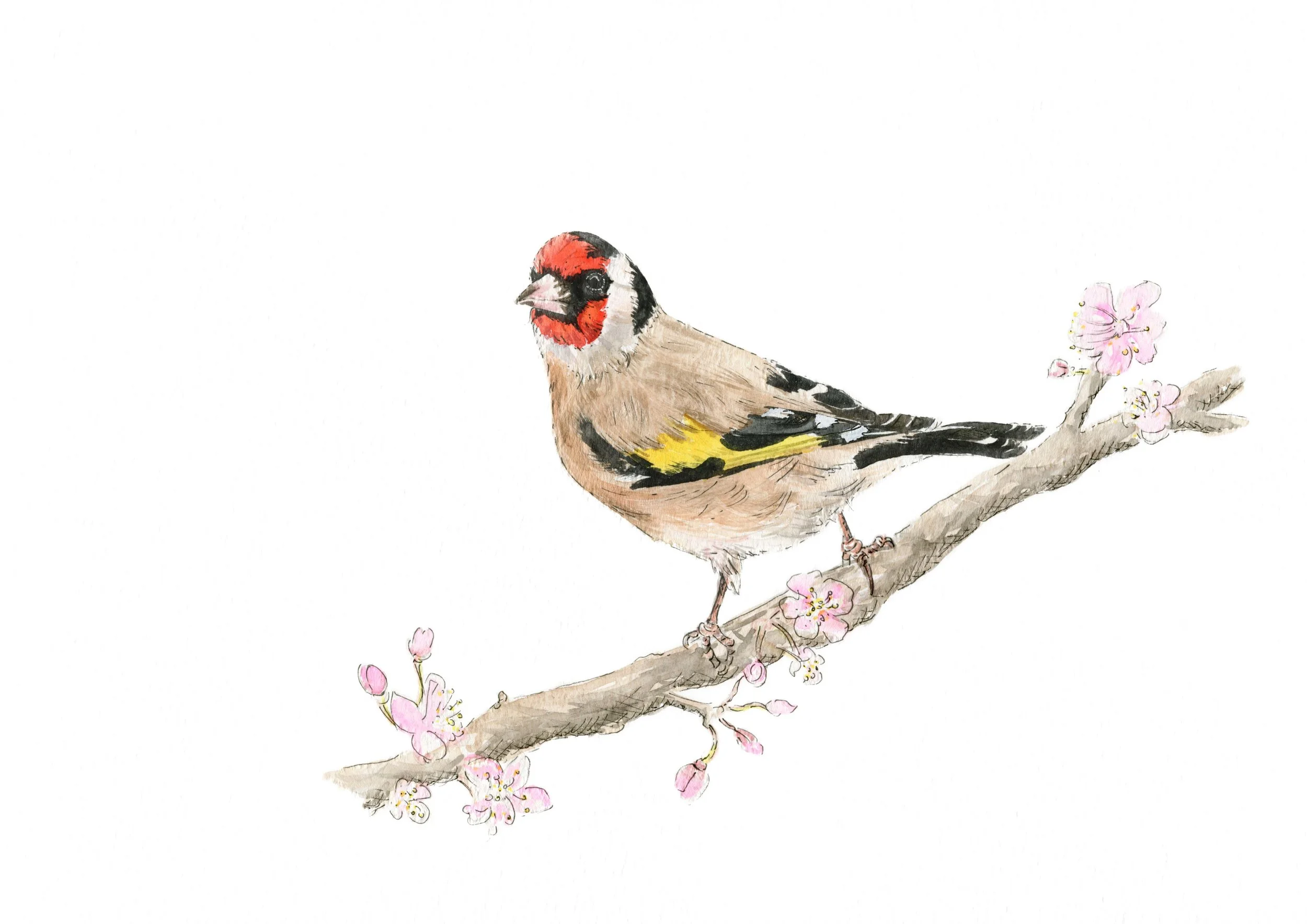 jessica kendrew goldfinch.jpg