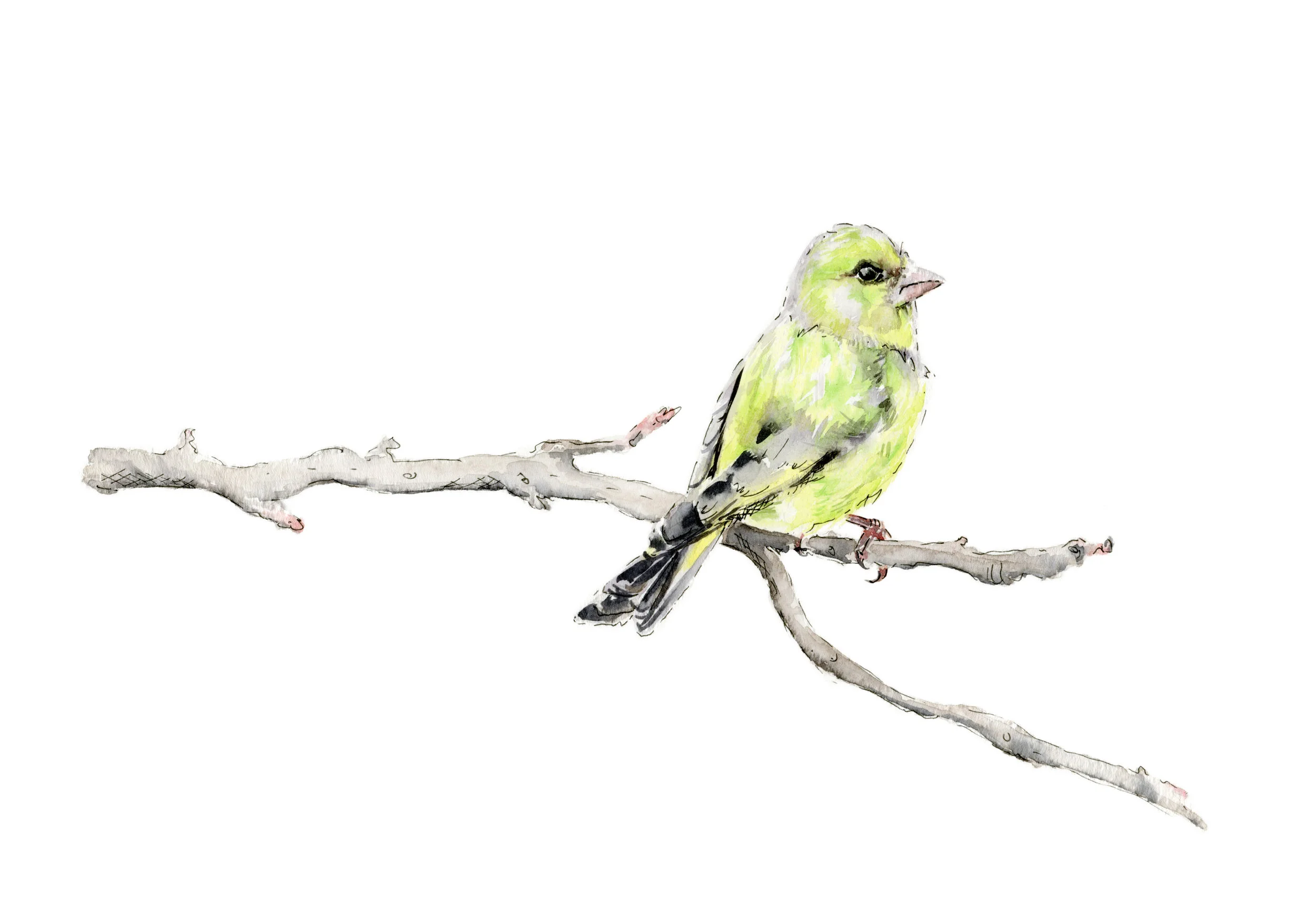 jessica kendrew greenfinch nbg.jpg