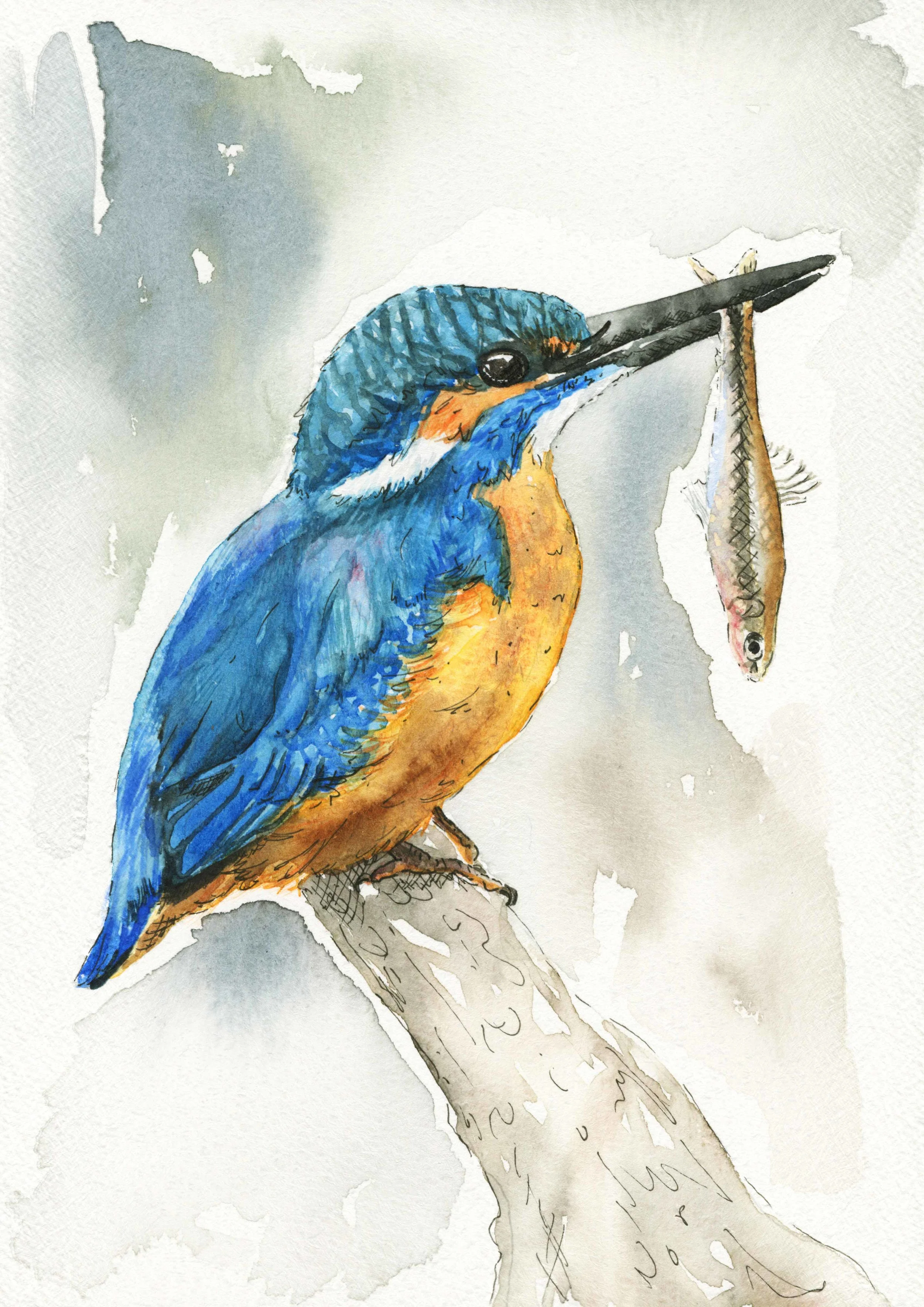 jessica kendrew kingfisher.jpg