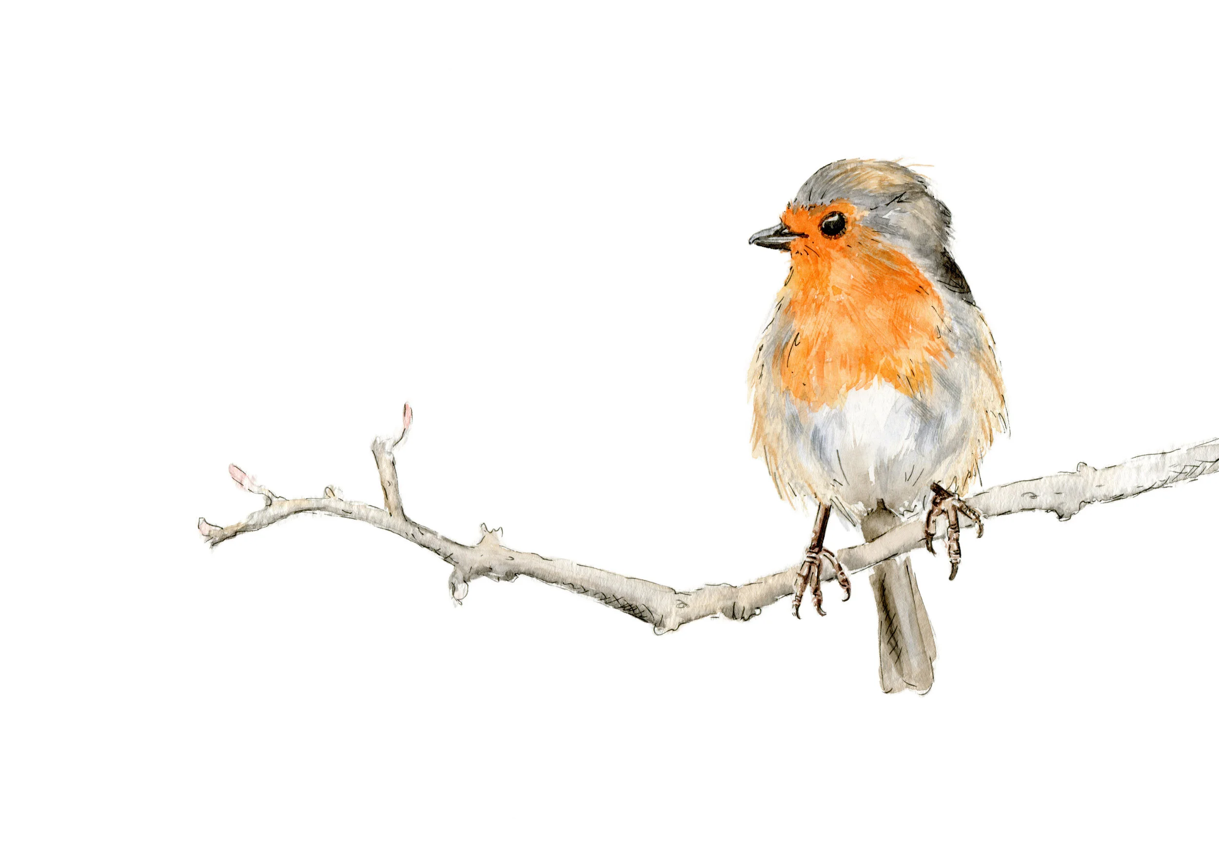 jessica kendrew little robin nbg.jpg