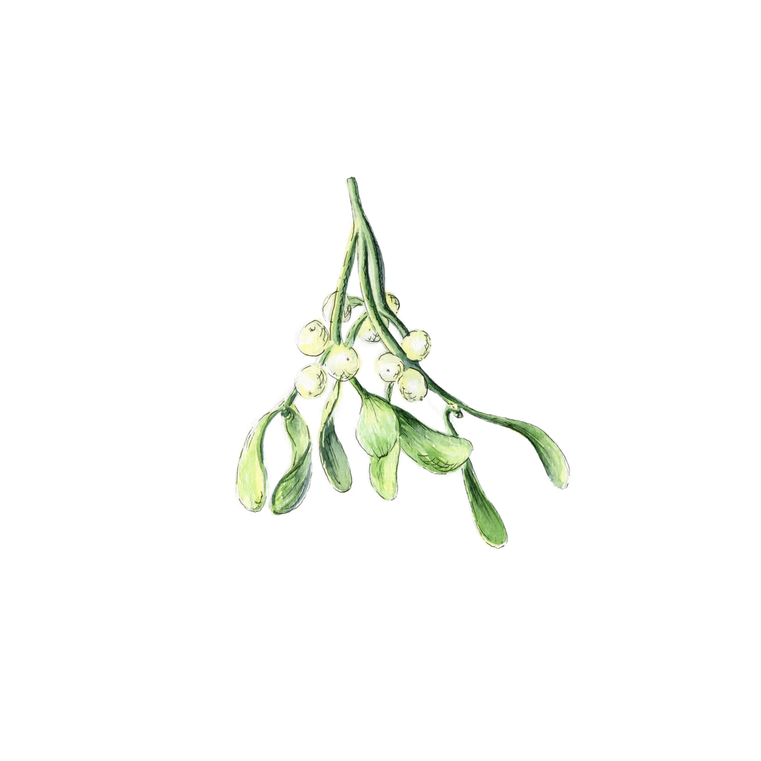 jessica kendrew mistletoe.jpg