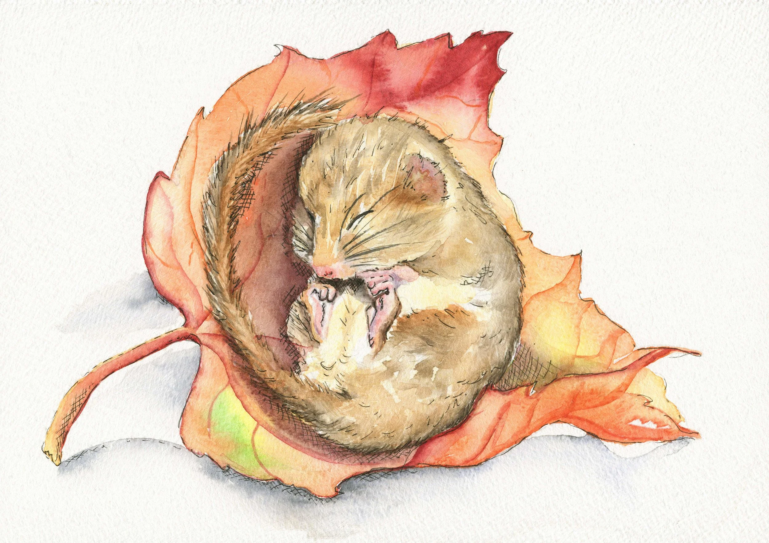 jessica kendrew sleeping dormouse.jpg