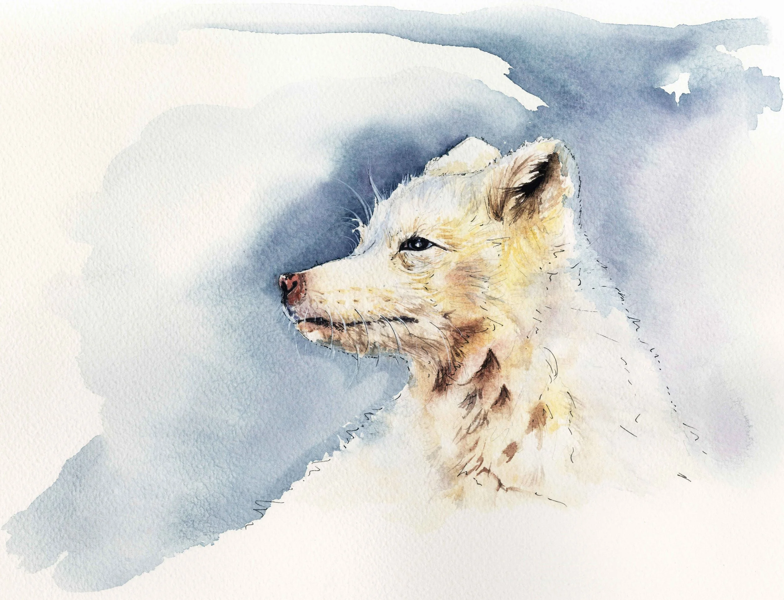 jessica kendrew white fox.jpg