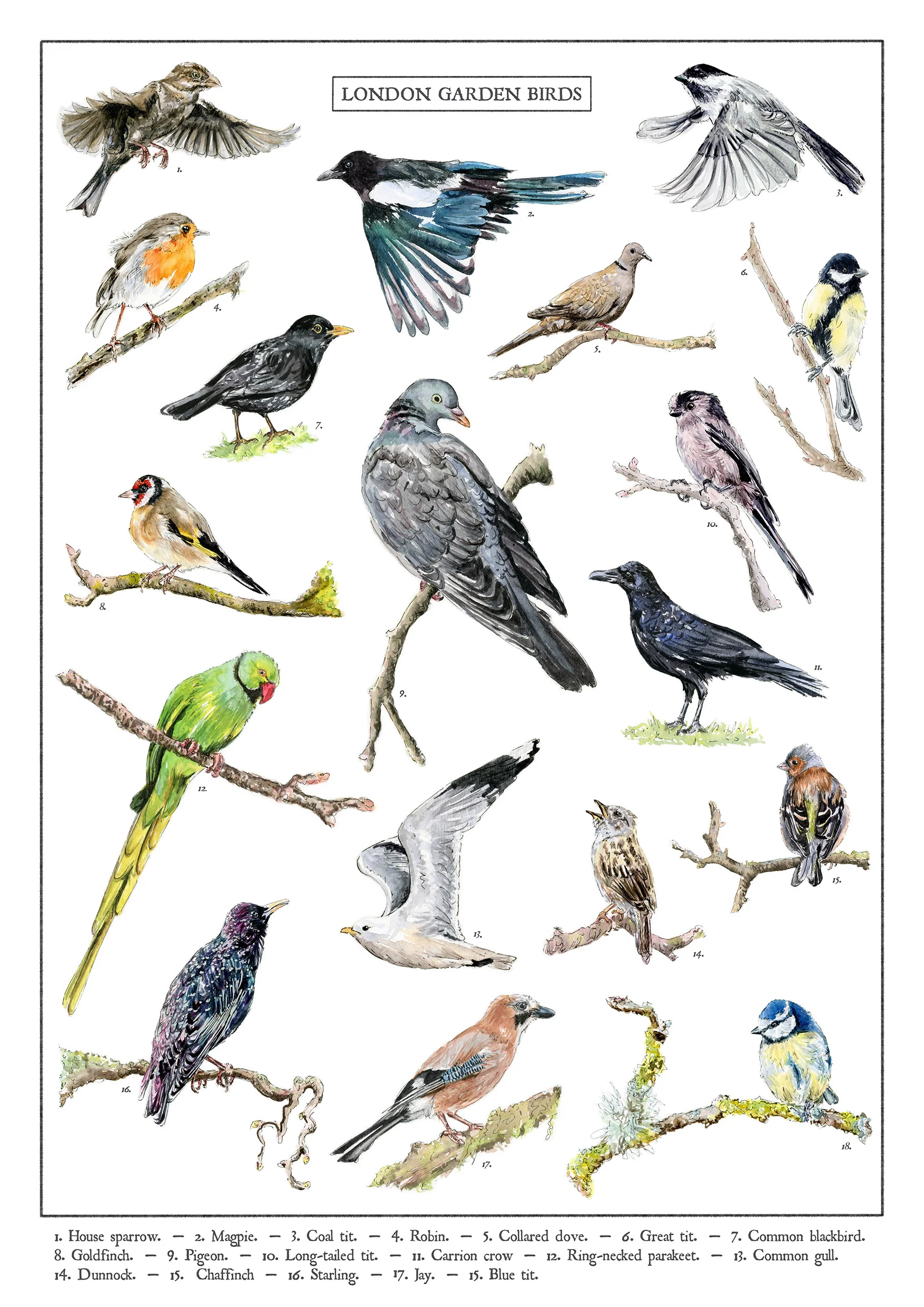 jessica kendrew Birds of London.jpg