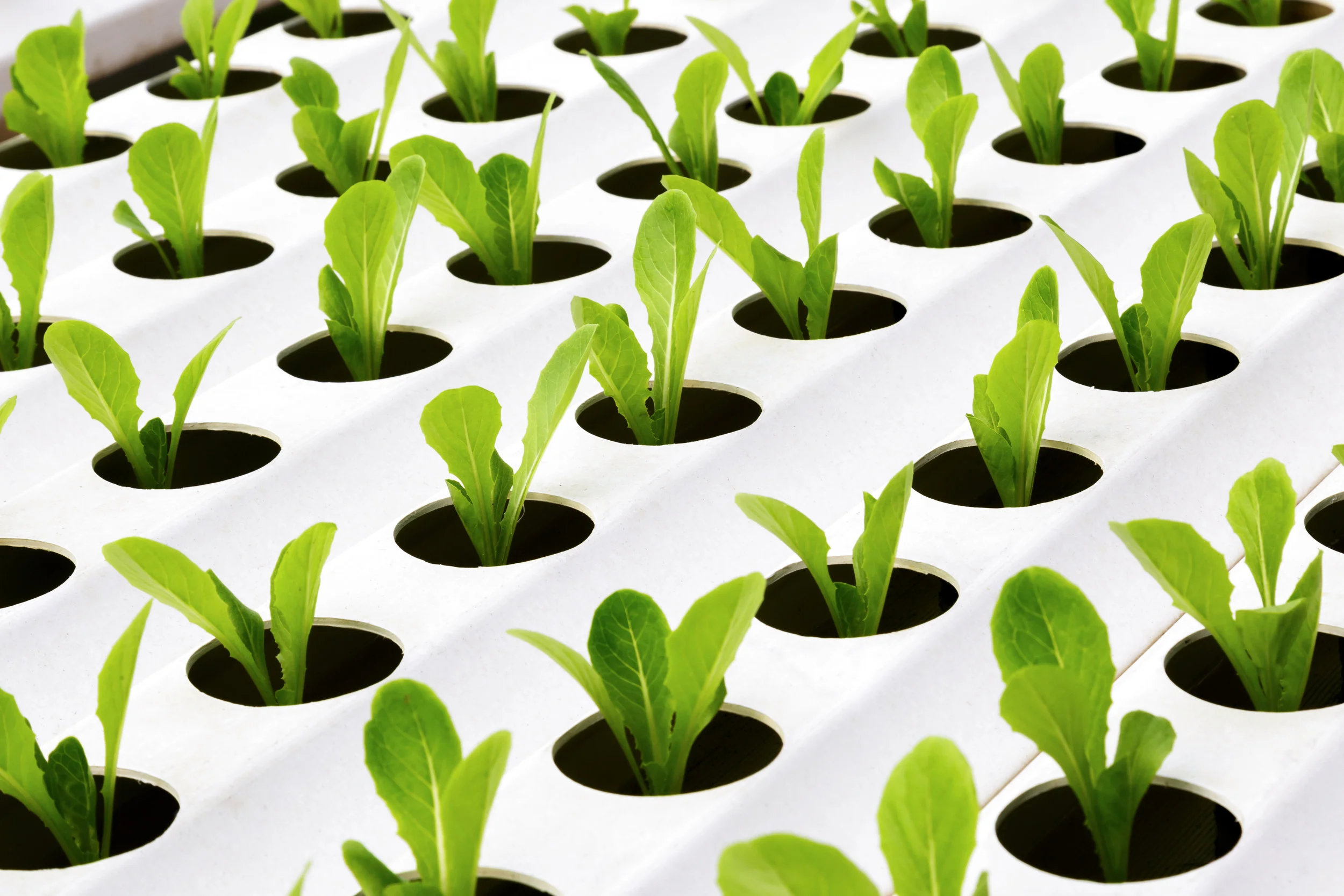 urban gardening sprouts.jpeg