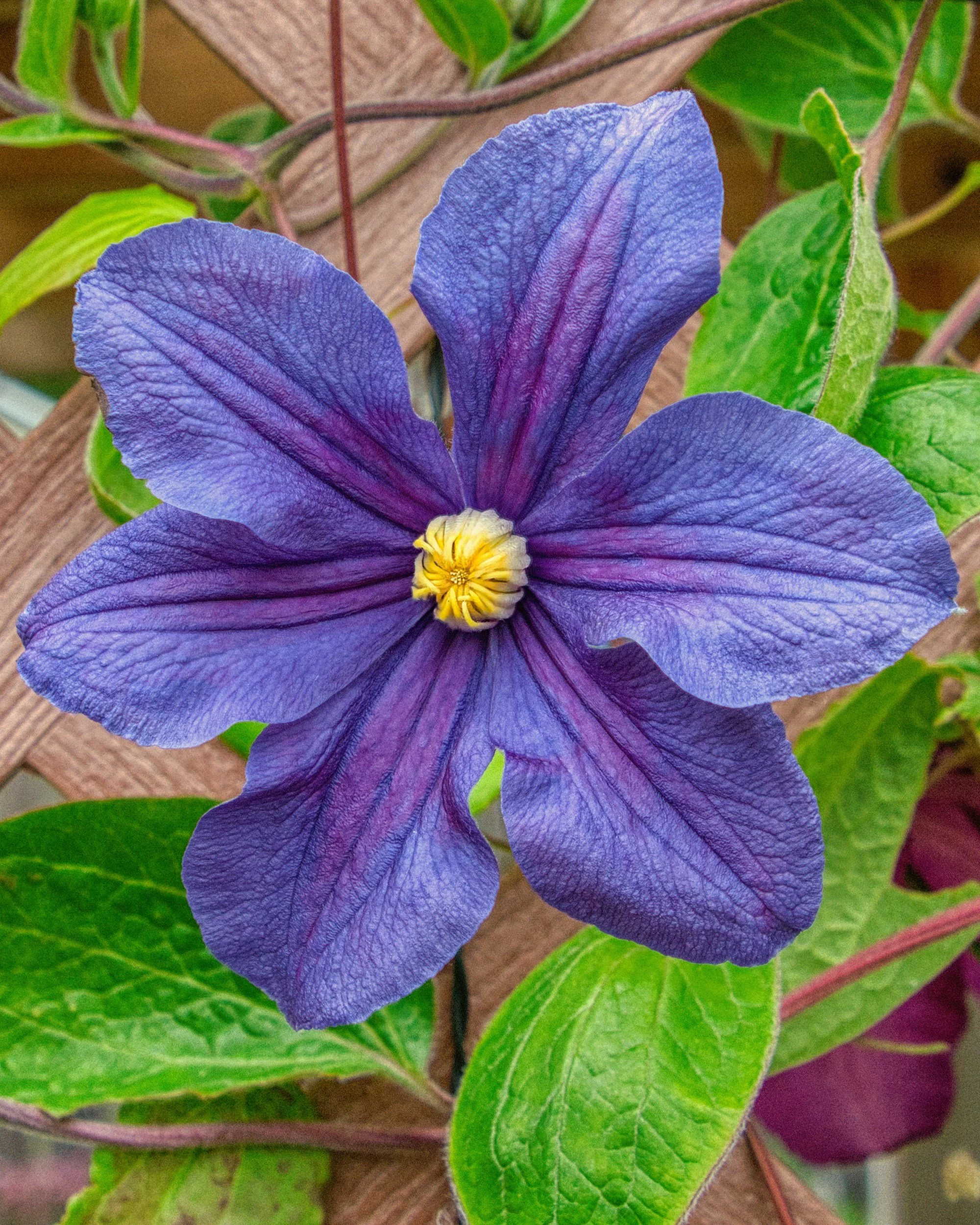 What's Blooming Today? A Simple Summer Ritual for Presence and Gratitude