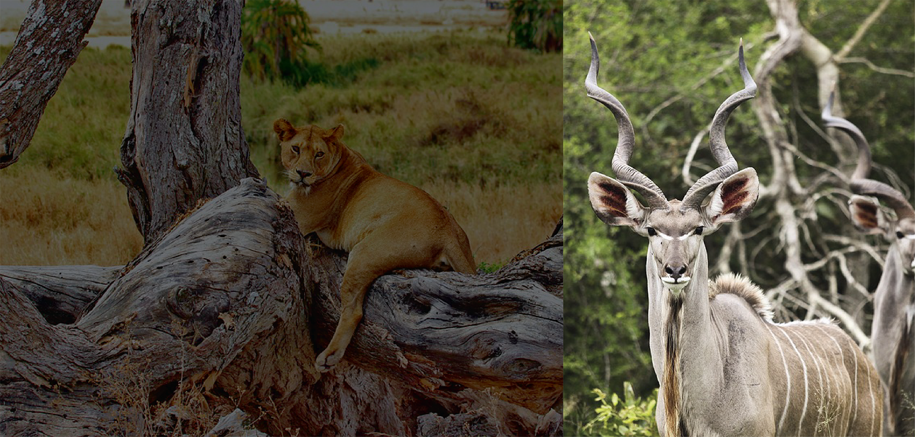 Safaris-01.png