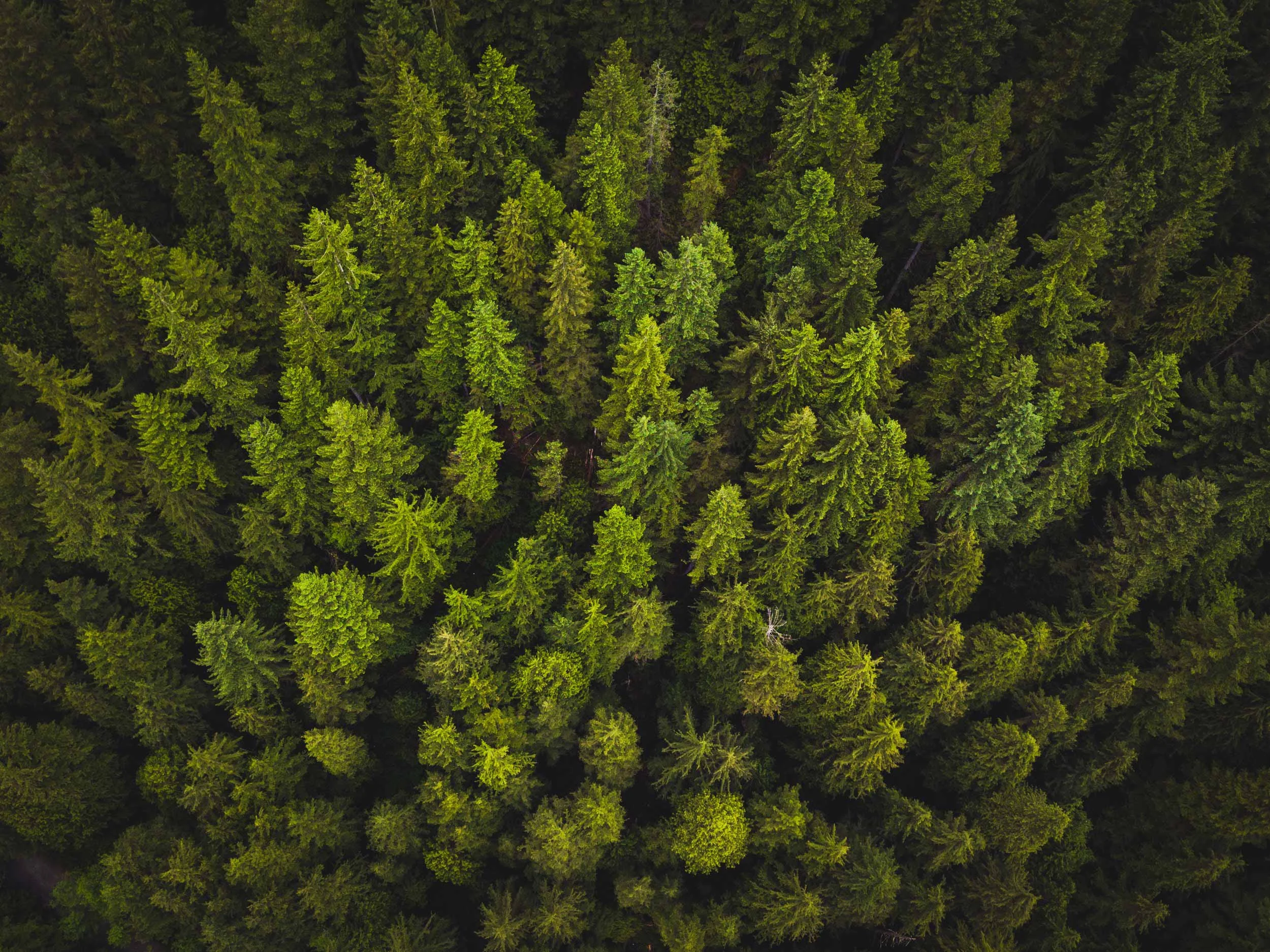 Healthy Tree Climate.jpg