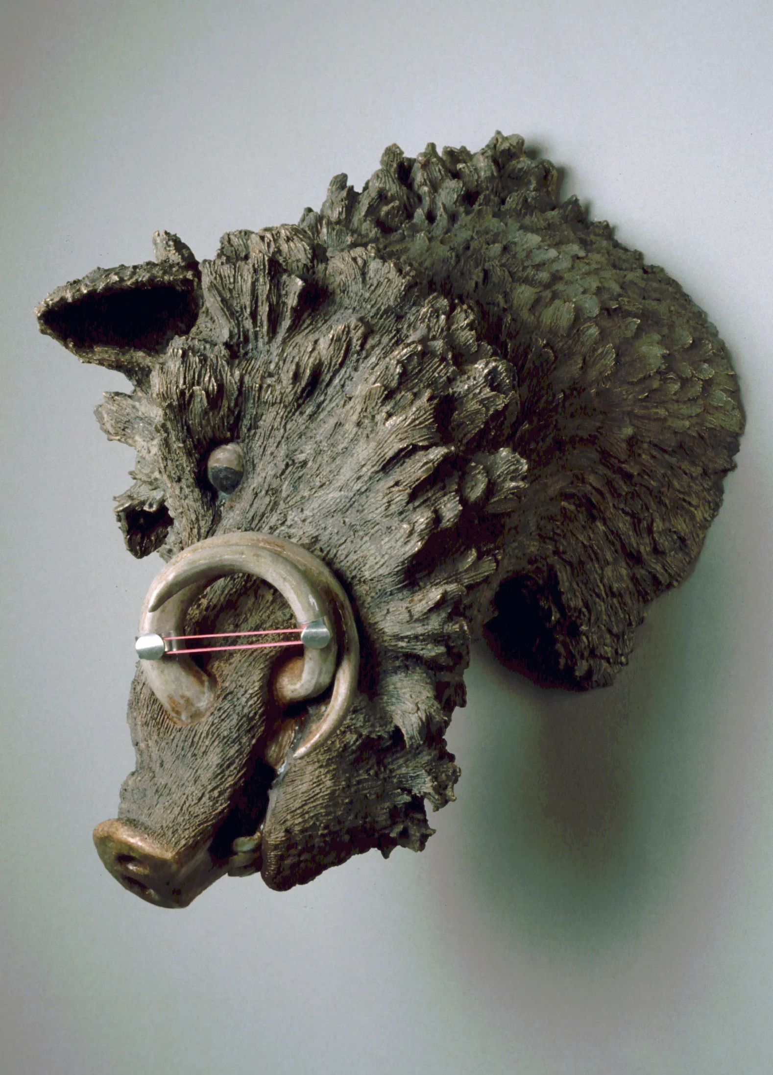 Boar with Banding