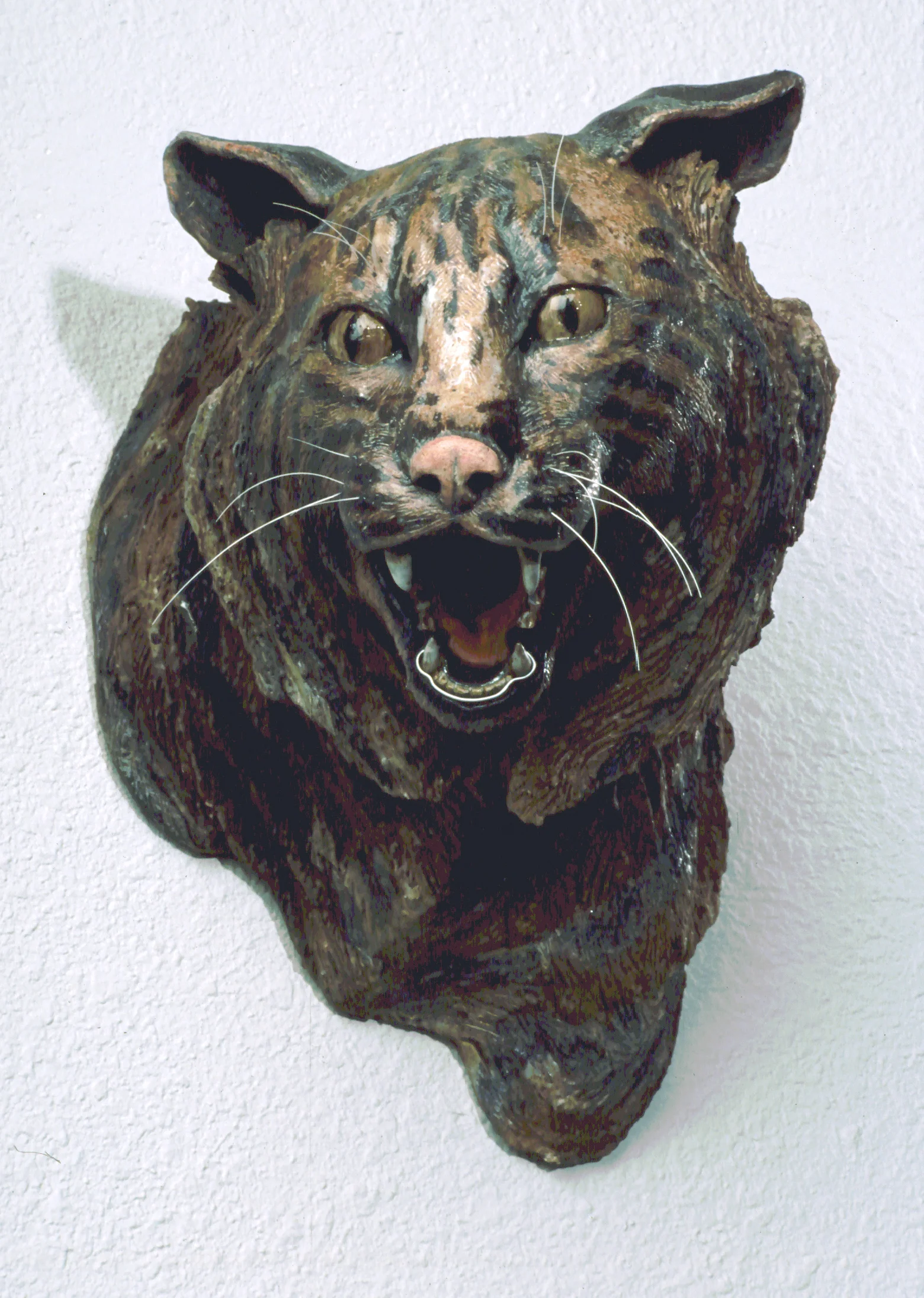 Bobcat with Retainers
