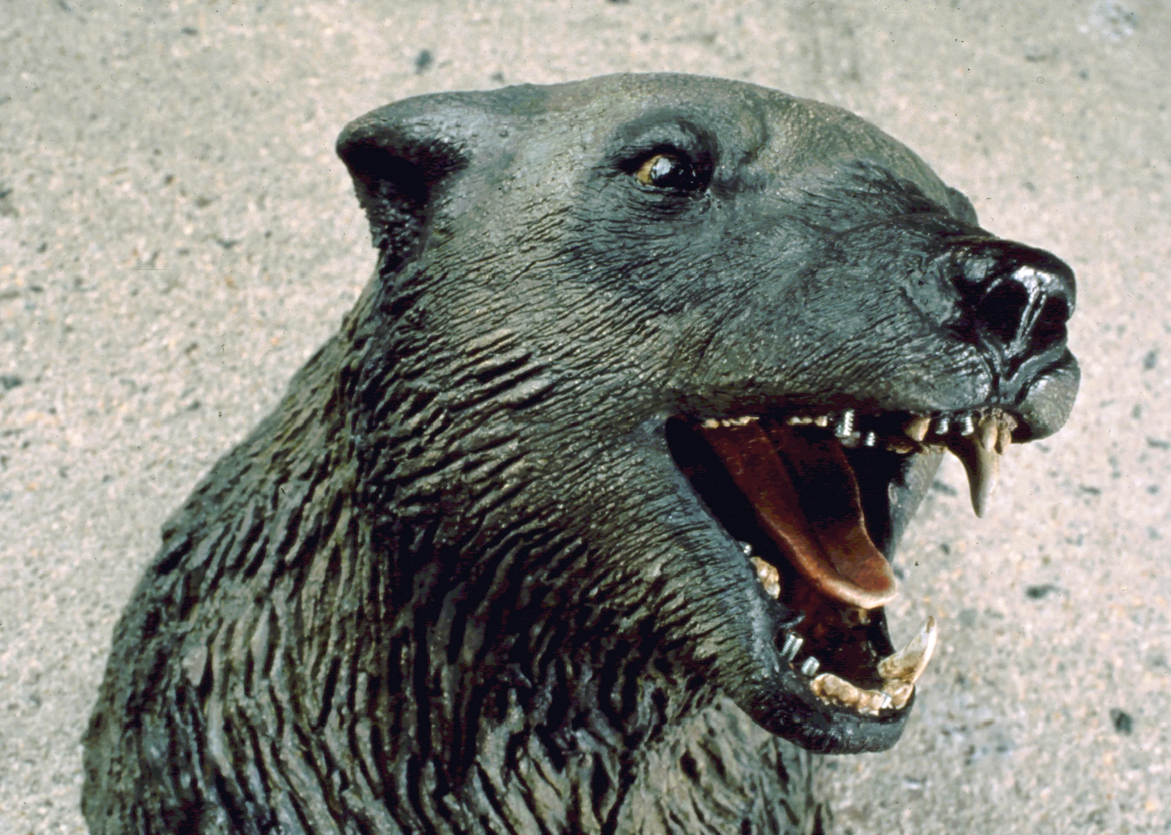 Wolverine with Retention Pins