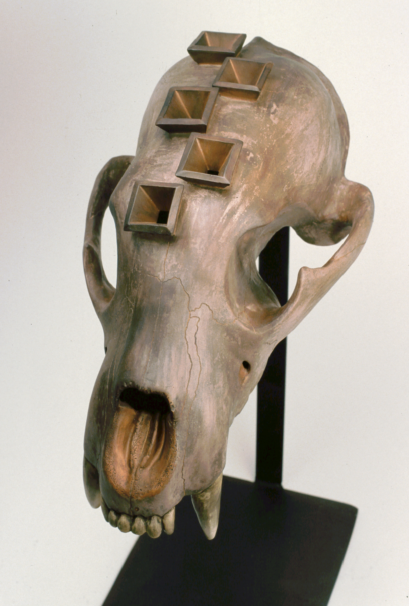 Vented Bear Skull 5