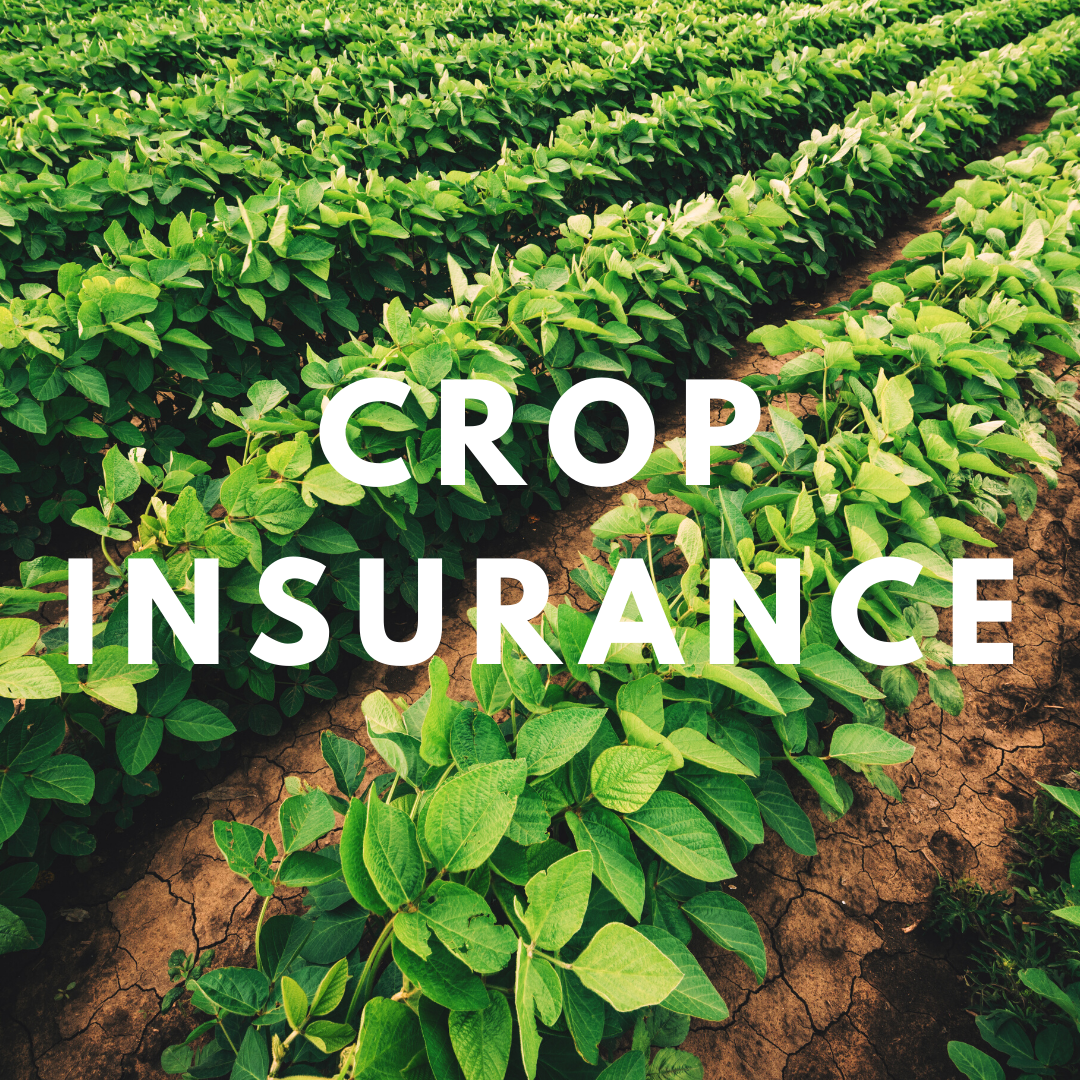 farm insurance california