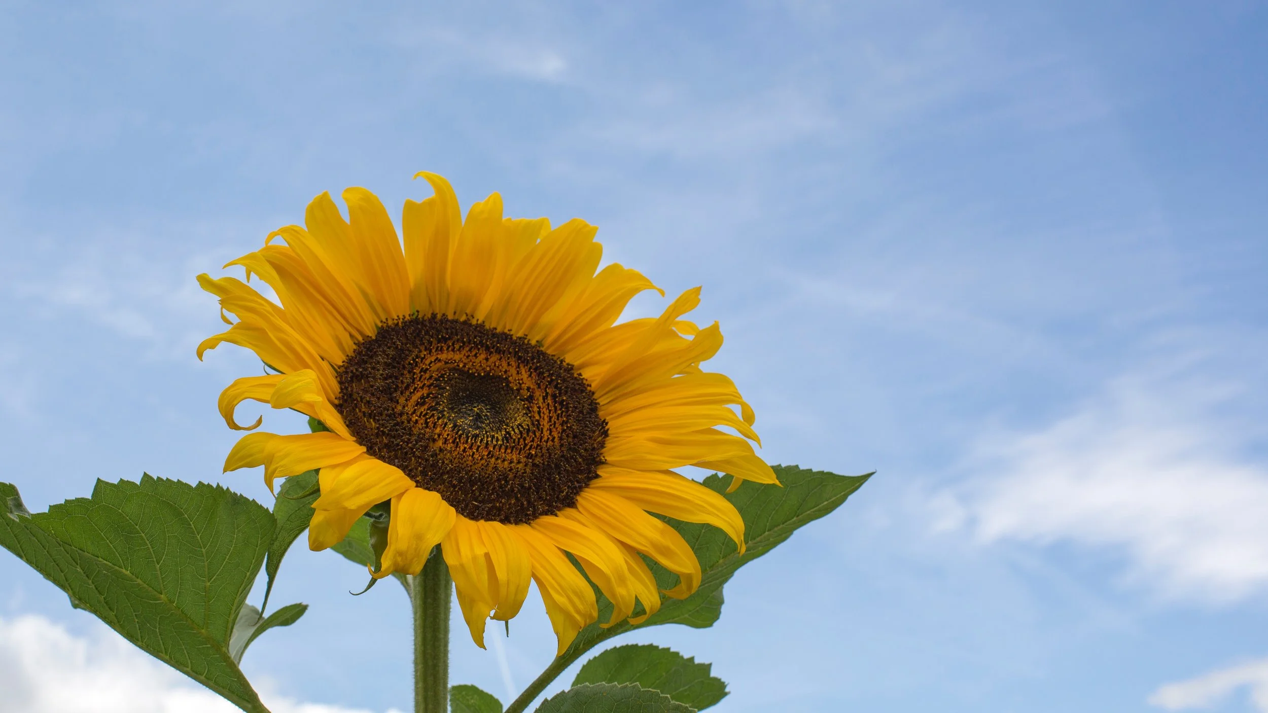 Photo by Andrew Kitchen on Unsplash