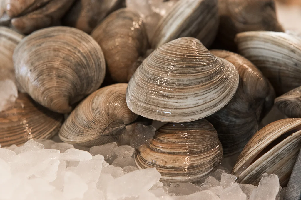 Clams