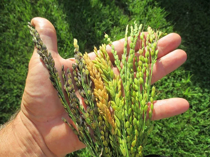 sherck-seeds-1.jpg