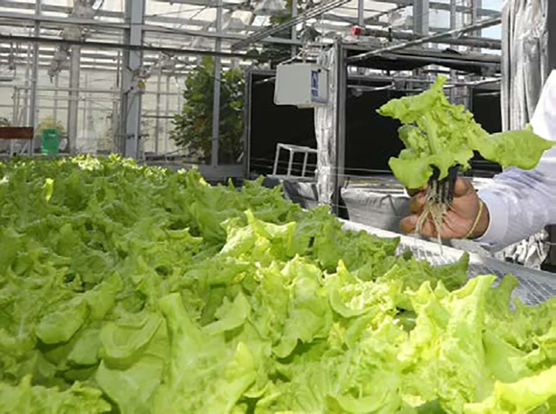 purdue-greenhouse-and-indoor-hydroponics-workshop.jpg