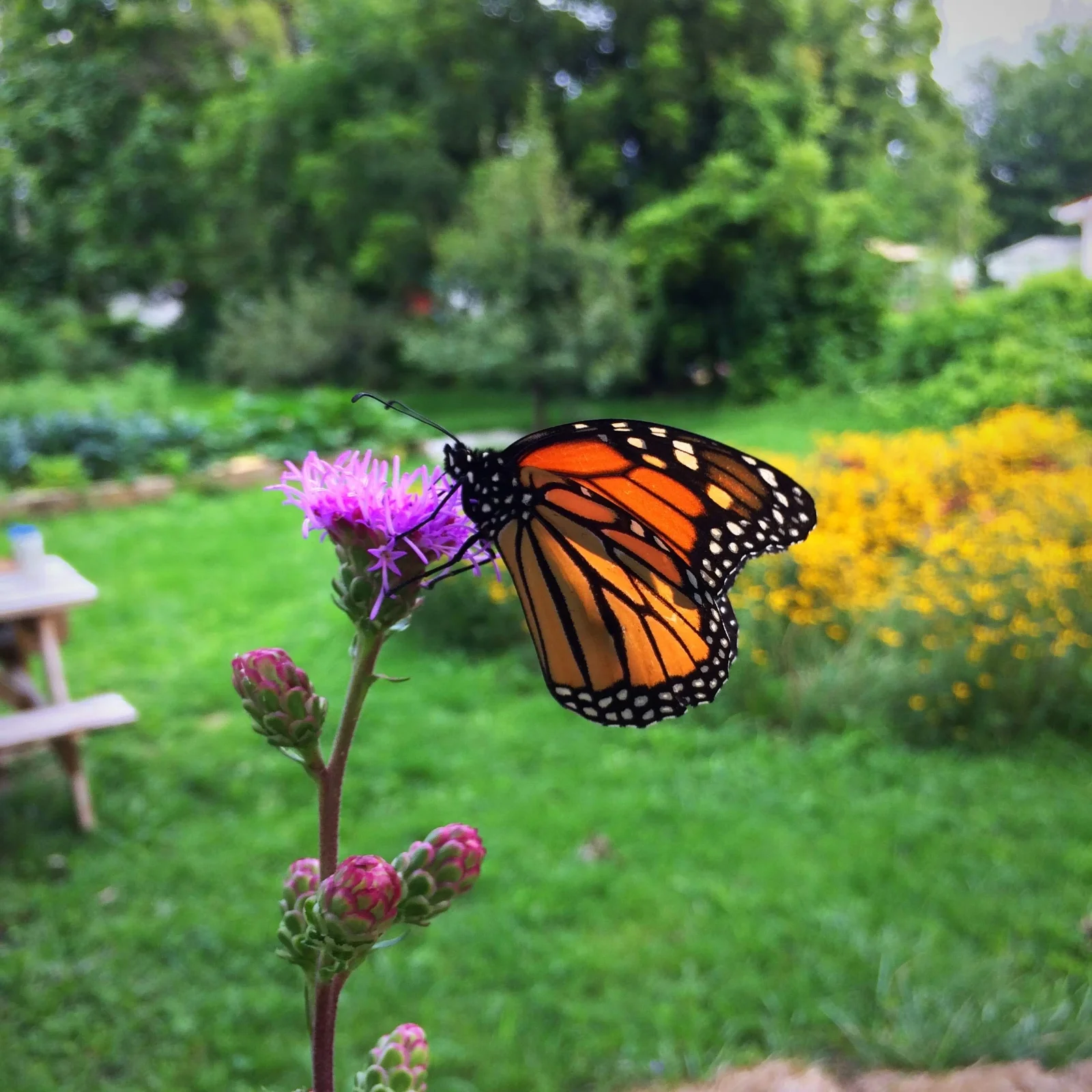 butterfly_garden.jpg