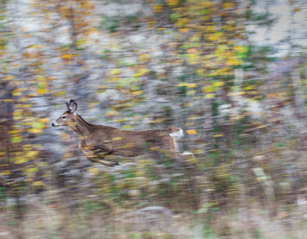Deer leaps through golden fall leaves