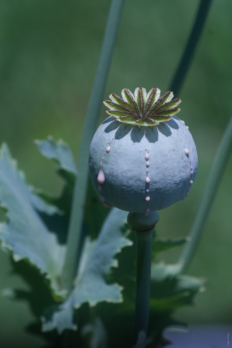 Opium poppy slit