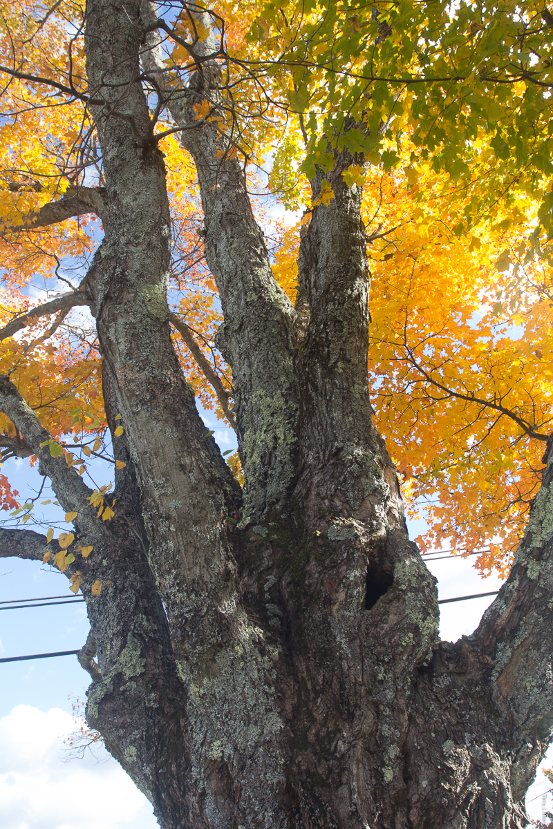 Old tree with yellow leaves