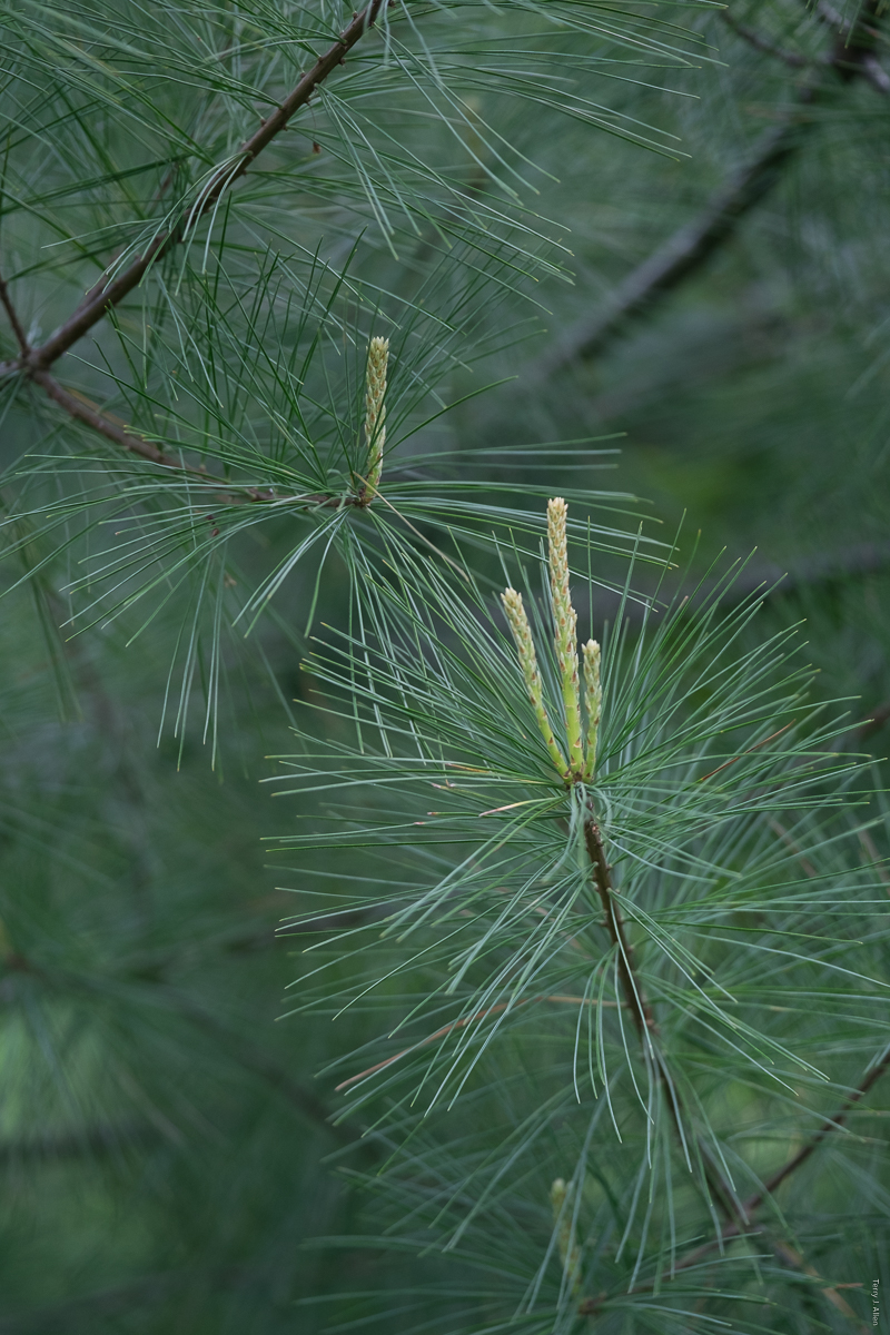 Pine in spring
