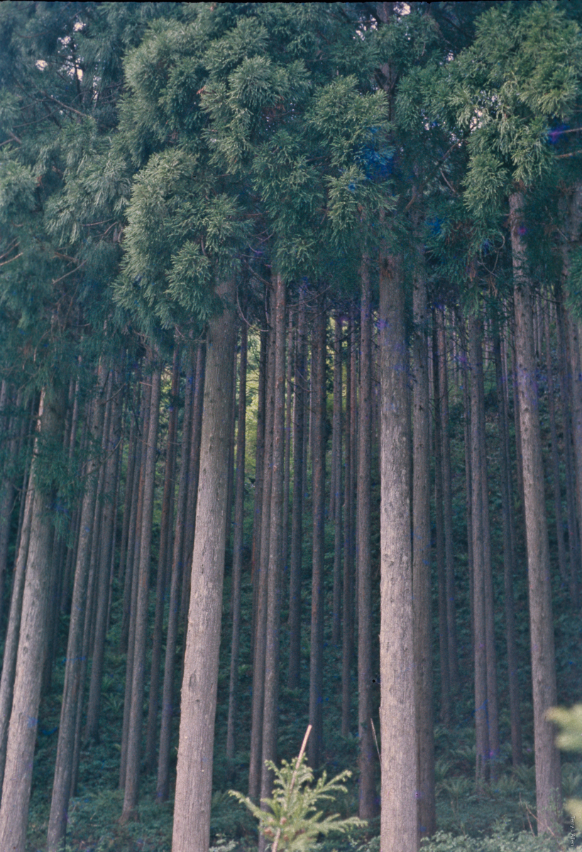 Japanese cedar forest