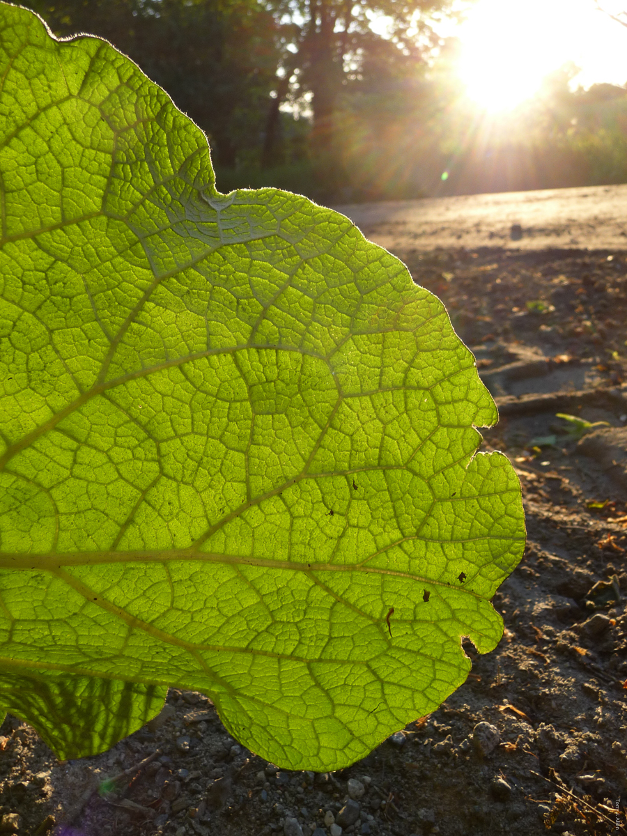Leaf in sunshine