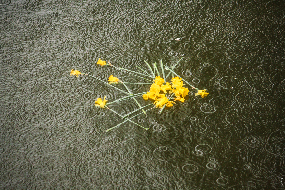 Discarded dafodils on the river