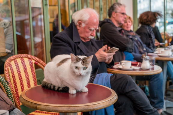 Cafe life with chat, Paris