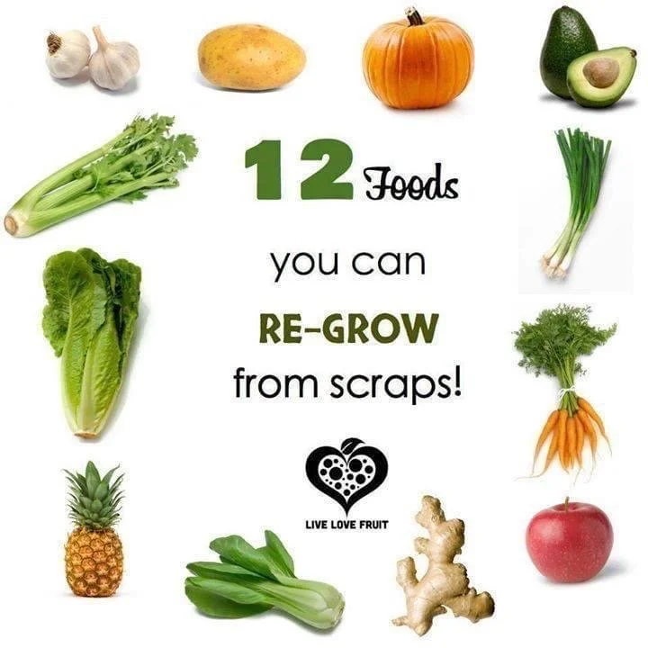 Regrow from Scraps.JPG