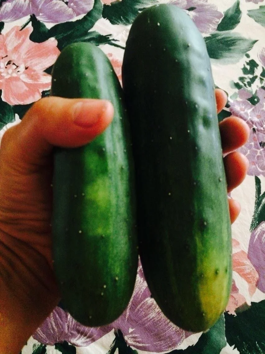 Cucumbers.JPG