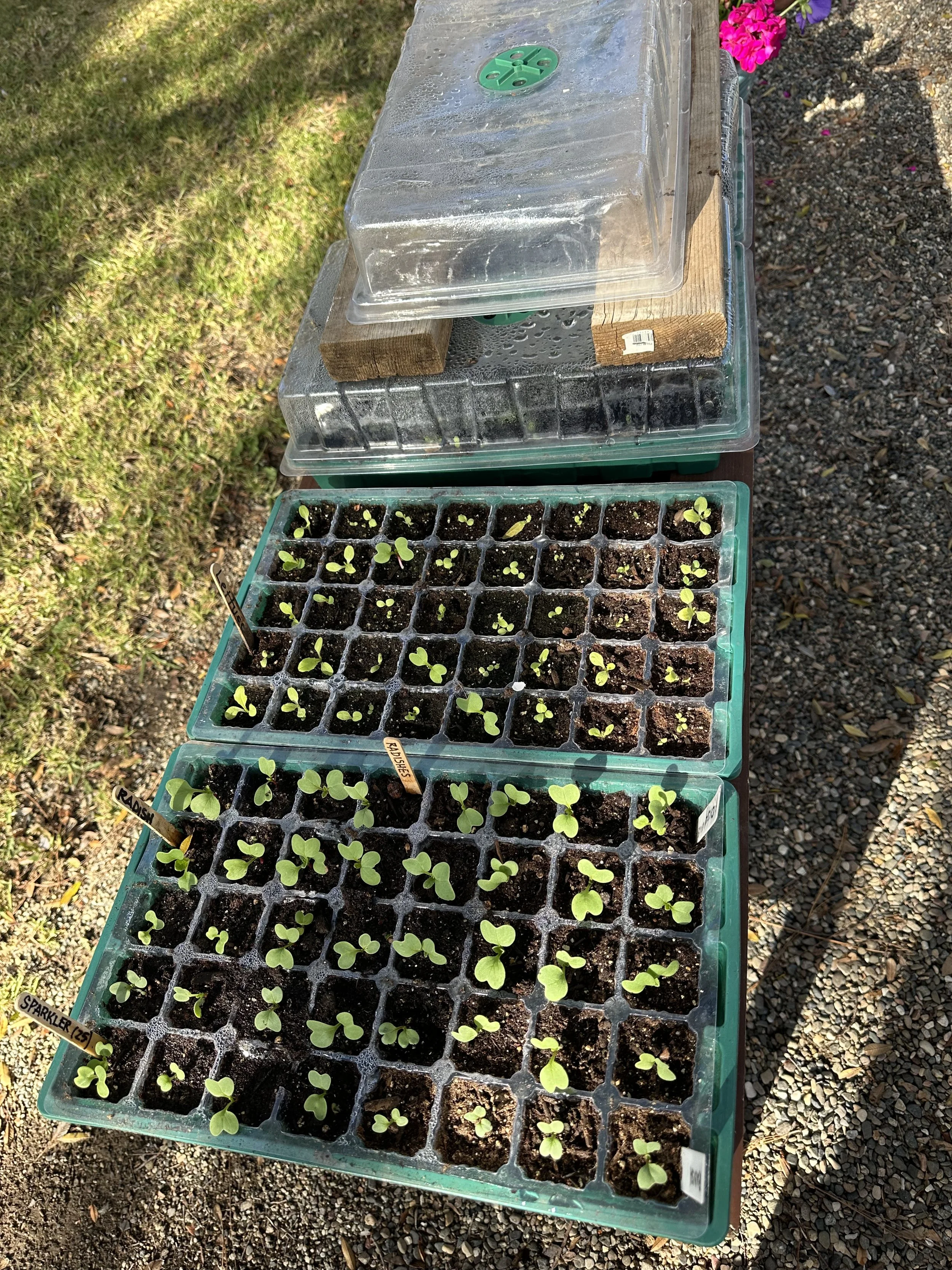 Seedlings.jpg